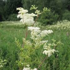 Reine des Près : plante médicinale 
