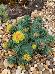 Rhodialo Rosea : plante médicinale