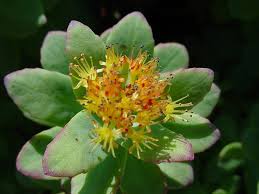 Rhodialo Rosea : plante médicinale