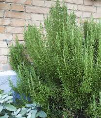 Romarin : plante médicinale