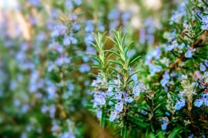 Romarin : plante médicinale