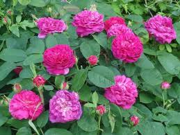 Rose de damas : plante médicinale 