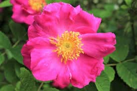rose de provins description1 Rose de Provins : plante médicinale