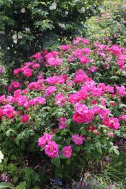rose de provins description2 Rose de Provins : plante médicinale