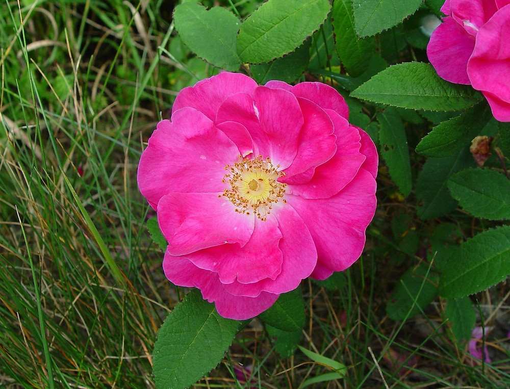 Provins Roses Rose de Provins : Plante Médicinale à découvrir