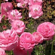 rose pale description1 Rose Pâle : plante médicinale