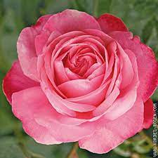 rose pale description2 Rose pâle : plante médicinale