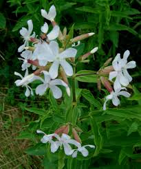 Saponaire : Plante médicinale 