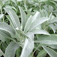 Sauge Blanche Californie : plante médicinale