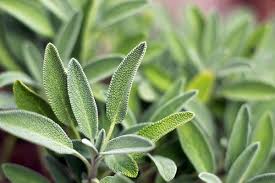 sauge officinale description1 Sauge Officinale : plante médicinale