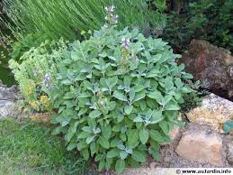 sauge officinale description2 Sauge Officinale : plante médicinale