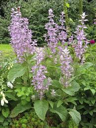 Sauge Sclarée : Plante médicinale