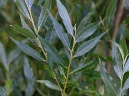 Saule : Plante médicinale