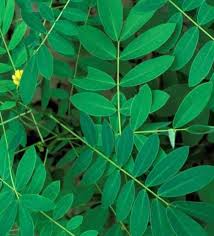 Séné de Tinnevelly : Plante Médicinale 