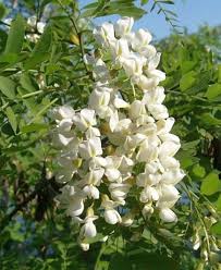 Sophora Japonica : plante médicinale