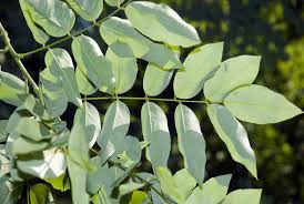 Sophora Japonica : plante médicinale