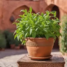 stevia description1 Stévia : plante médicinale