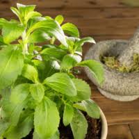 stevia description2 Stévia : plante médicinale