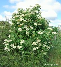 sureau description1 sureau: plante médicinale
