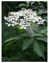 sureau description2 sureau : plante médicinale