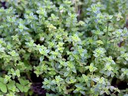 Thym Citron : Plante Médicinale 