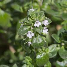 Thym citron : plante médicinale 