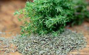 Thym : plante médicinale
