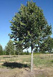 tilleul argente description2 Tilleul Argenté: plante médicinale