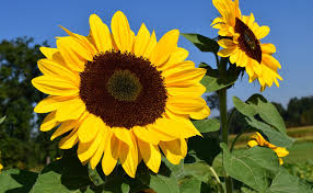 tournesol description1 Tournesol : plante médicinale