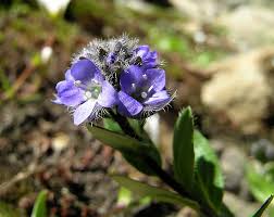 veronique des alpes description1 Véronique des alpes : plante médicinale