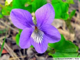 violette : plante médicinale 