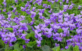 Violette : plante médicinale