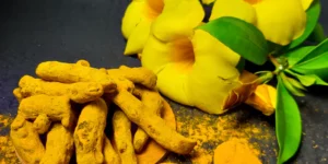 Curcuma en poudre 2