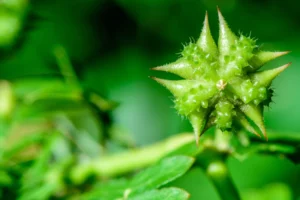 Le Tribulus Terrestris