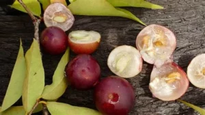 camu-camu riche en vitamine C