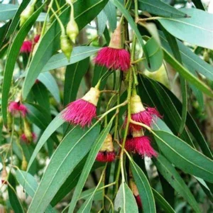 Eucalyptus