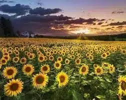graines de tournesol 1 1