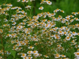 la camomille pour soulager les syndromes menstruels