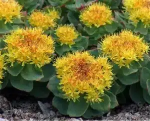 la rhodiola