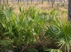 saw palmetto 1 saw palmetto